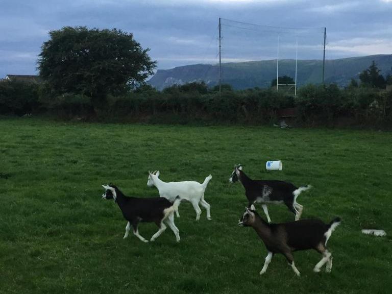 Glendale Bed And Breakfast, Cushendall Exteriör bild